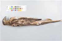鳳頭蒼鷹藏品圖，第12張